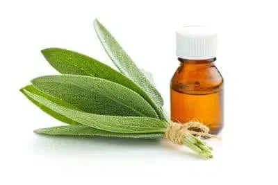 Does Sage Repel Mosquitoes?