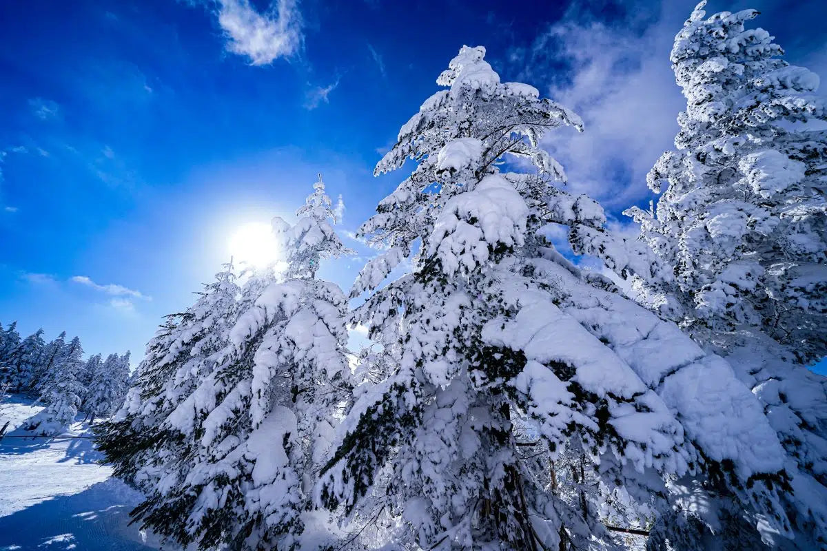 Winter snow and the pine trees