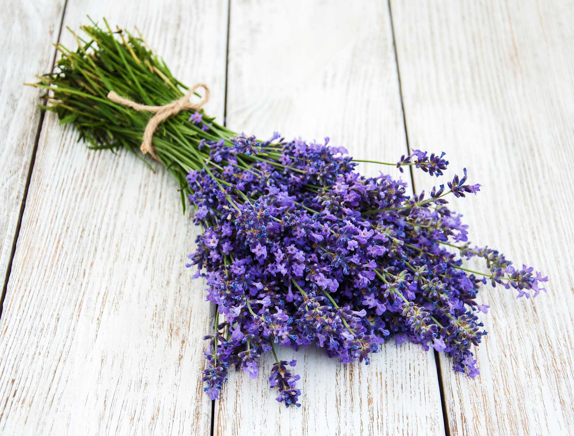 Does Lavender Repel Mosquitoes?