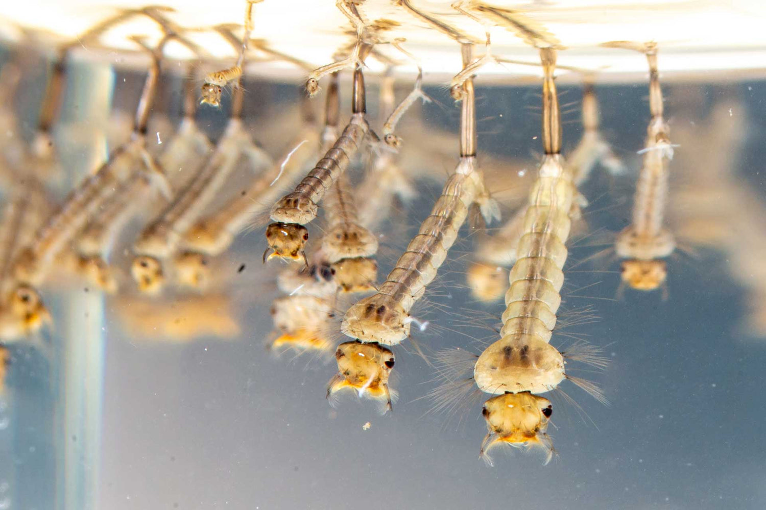 mosquitoes larvae under water