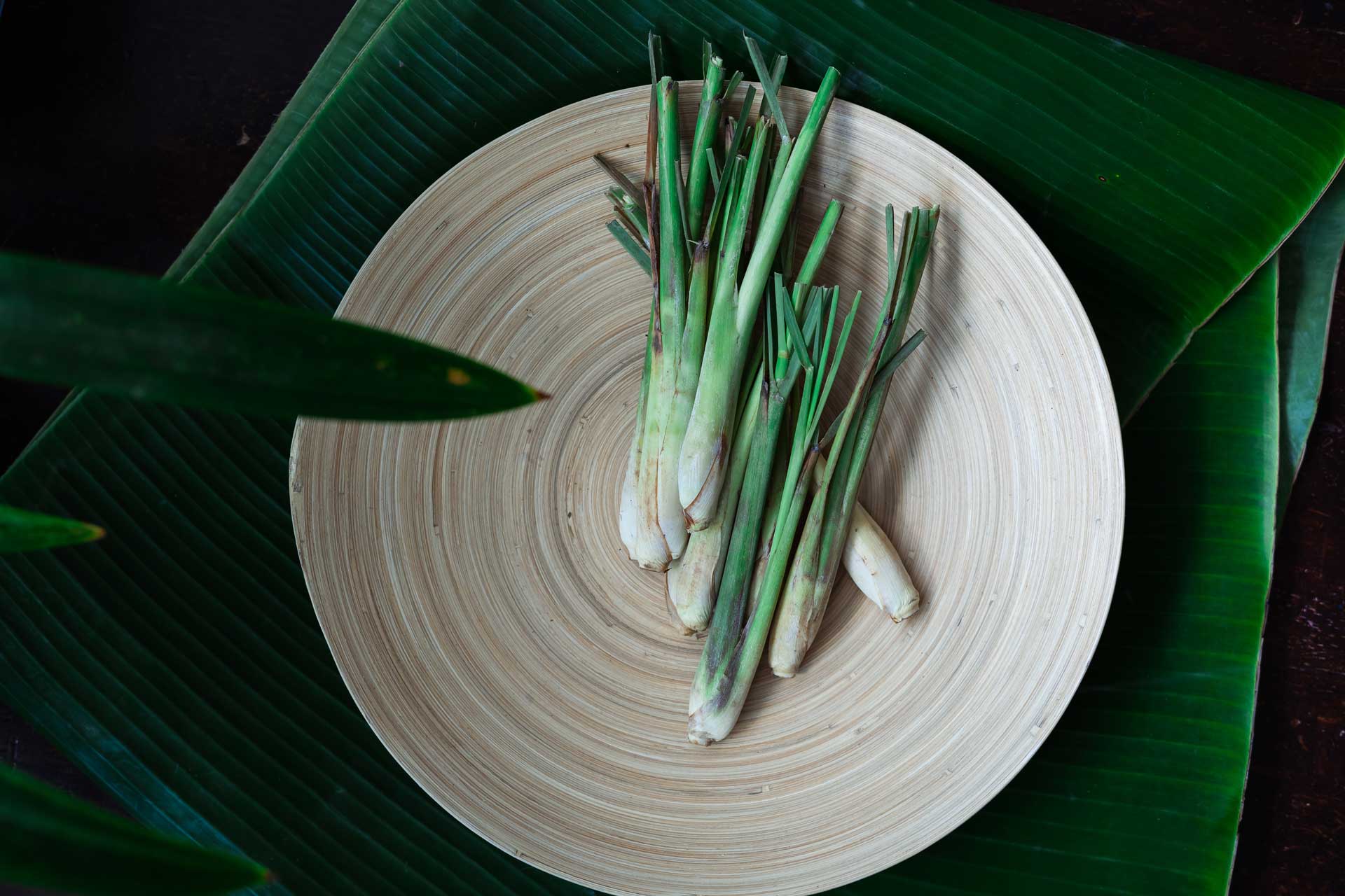 lemon grass plant in a plate