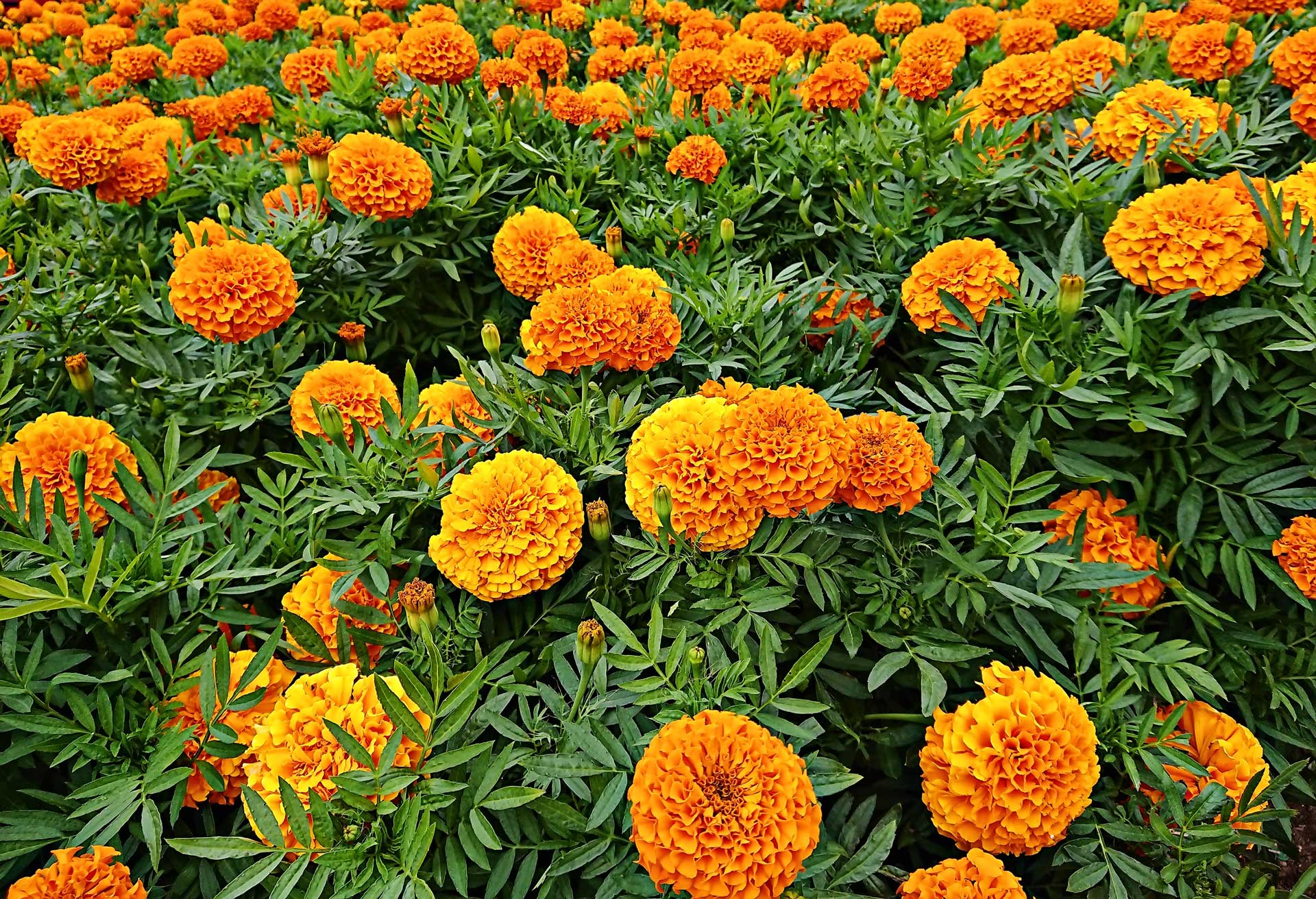 Marigold Flowers