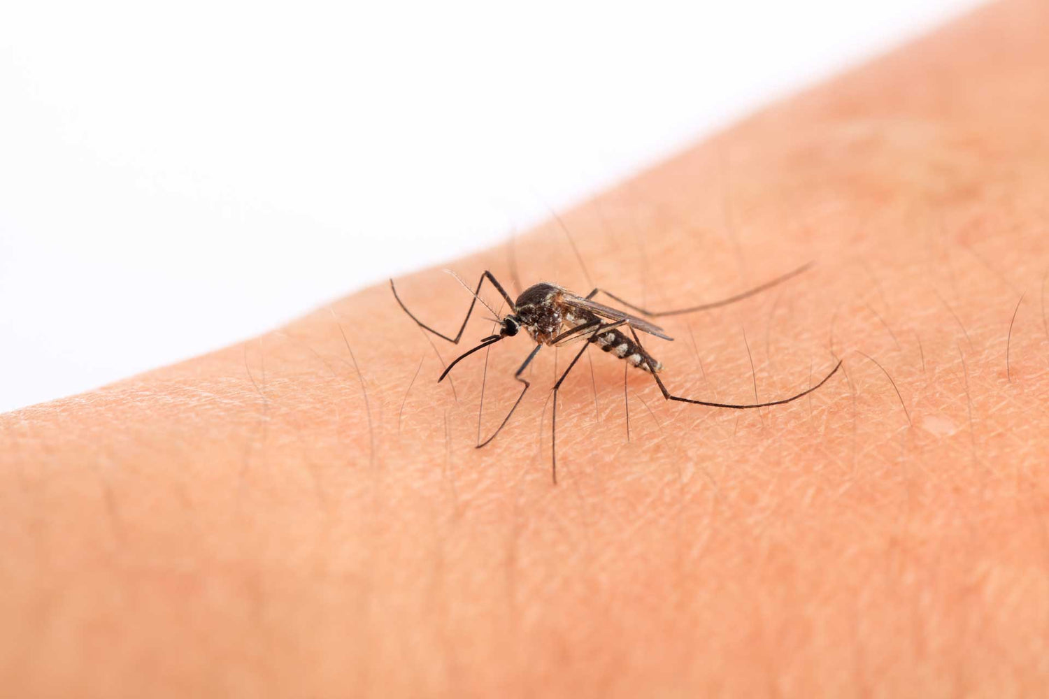 Mosquito about to bite a person's arm 