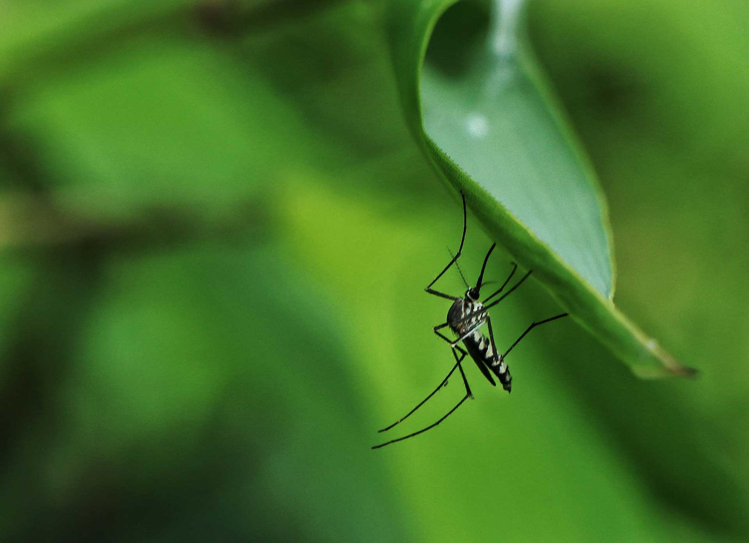 Mosquitoe in a leaf