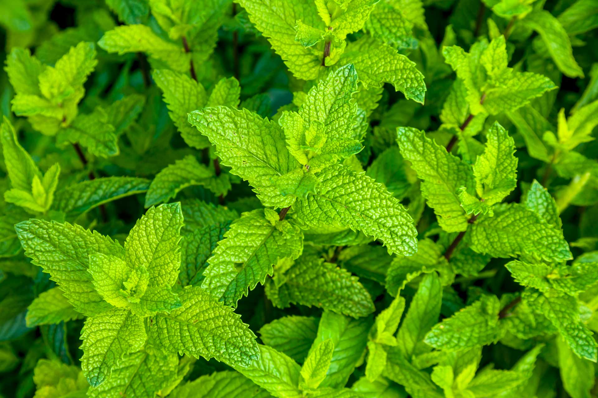 Peppermint plant