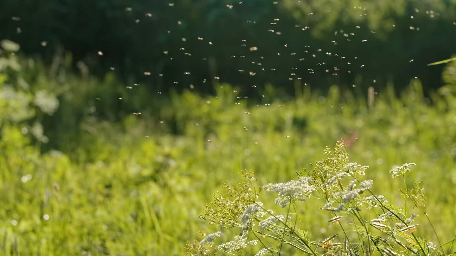 Mosquitoes in the nature