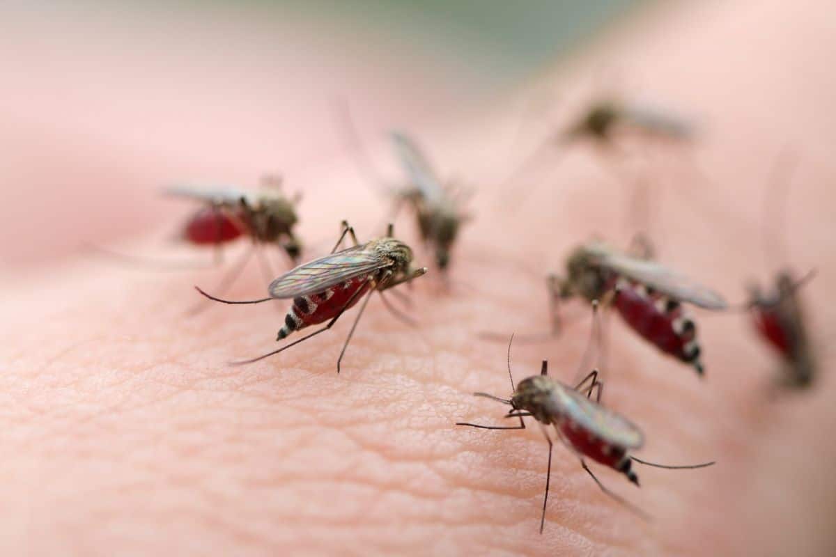 Seven blood-filled mosquitoes feeding on a human.